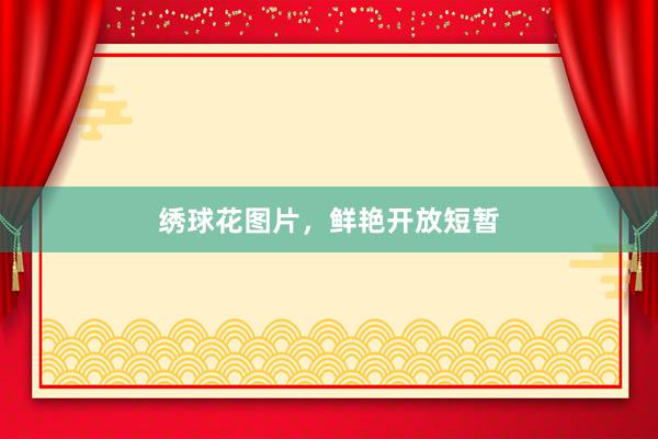 绣球花图片，鲜艳开放短暂