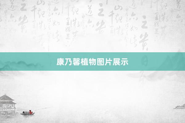 康乃馨植物图片展示